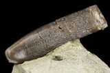 Diplodocus Tooth On Sandstone - Colorado #152044-1